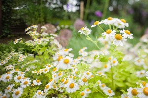 Daisies growing in the garden